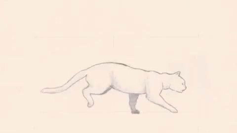 Cat Run